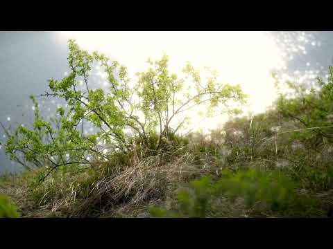 Hike to «Dog Rock» Cover